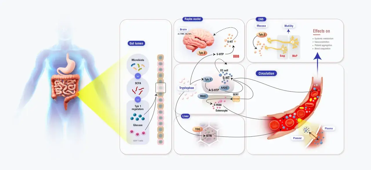 Schemat przedstawia produkcję i działanie serotoniny w organizmie, od jelit po mózg i krążenie.