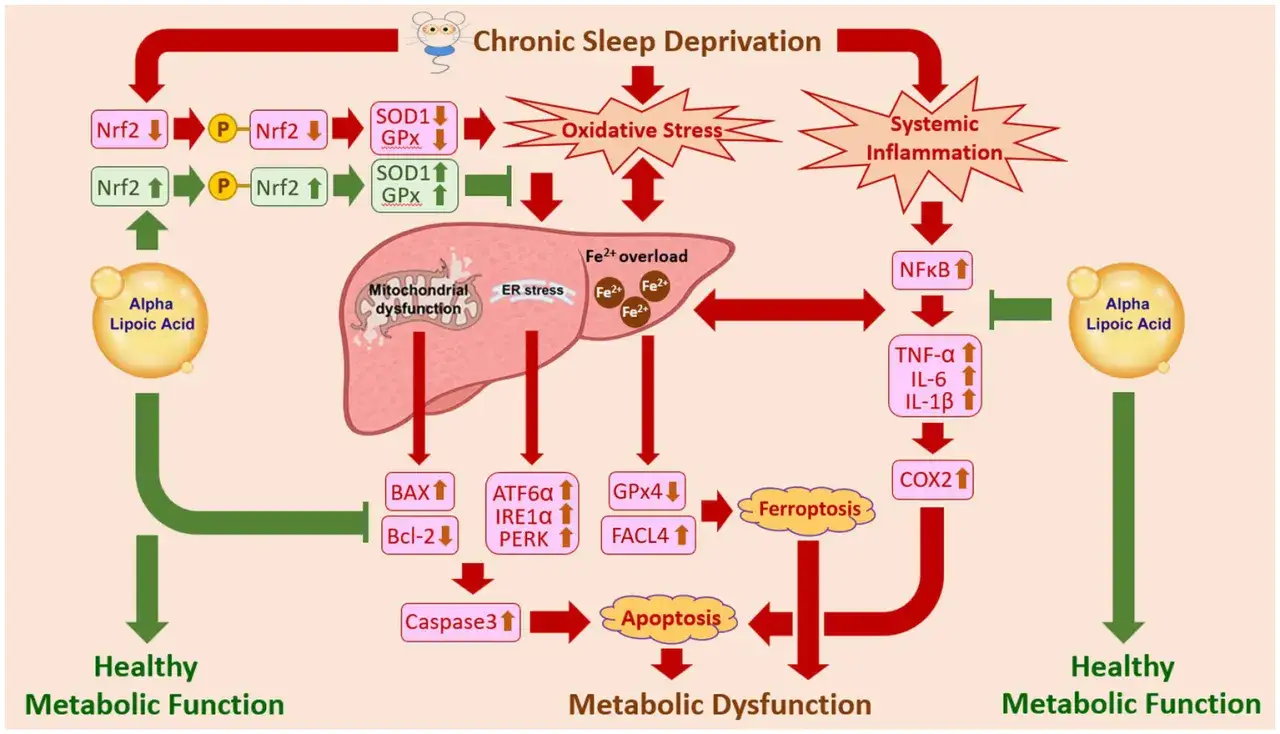 Schemat pokazuje, jak ala Lipoic Acid wspiera zdrowie metaboliczne, przeciwdziałając skutkom chronicznego niedoboru snu, stresu oksydacyjnego i zapalenia.